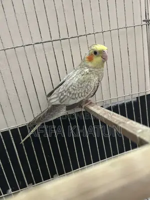 Cockatiel Baby