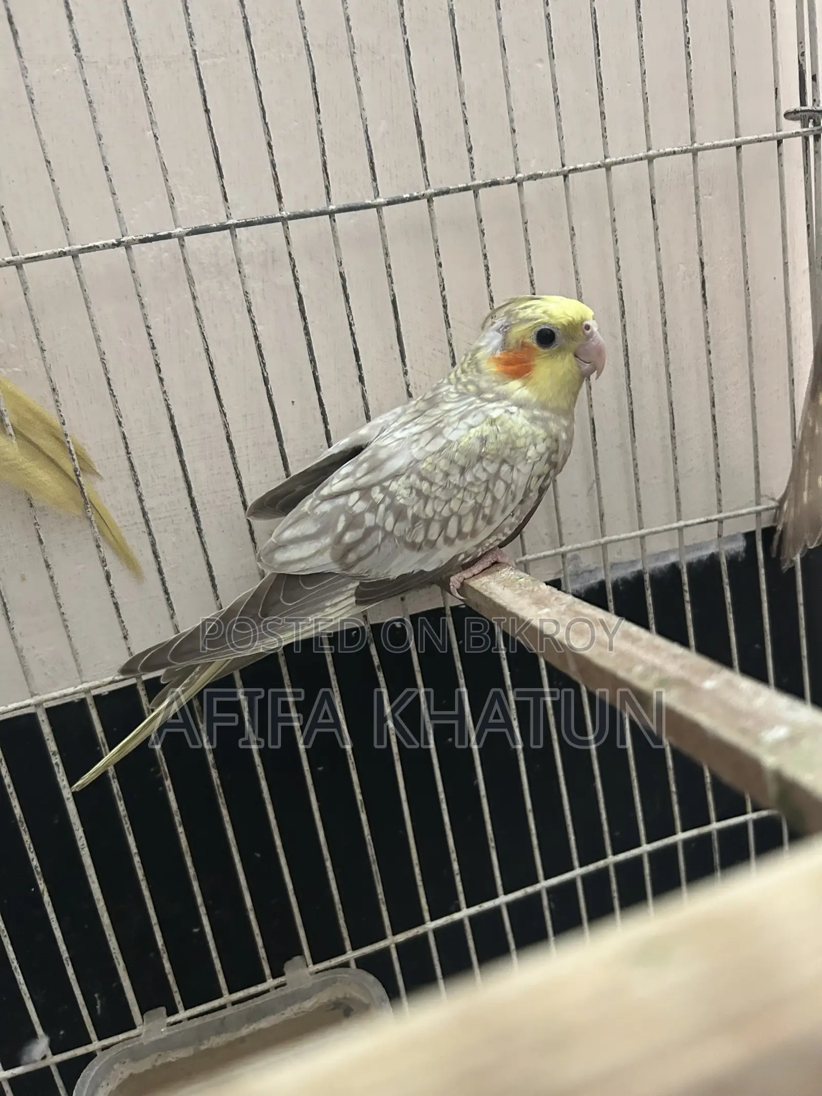 Cockatiel Baby