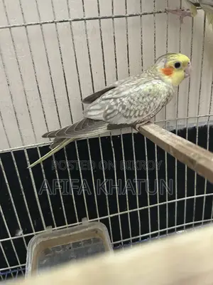 Cockatiel Baby