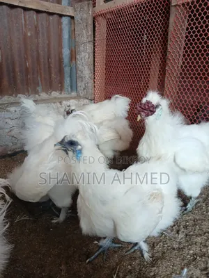 ইউরোপীয়ান সিল্কি রানিং জোড়া