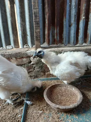 European Silky Running Pair