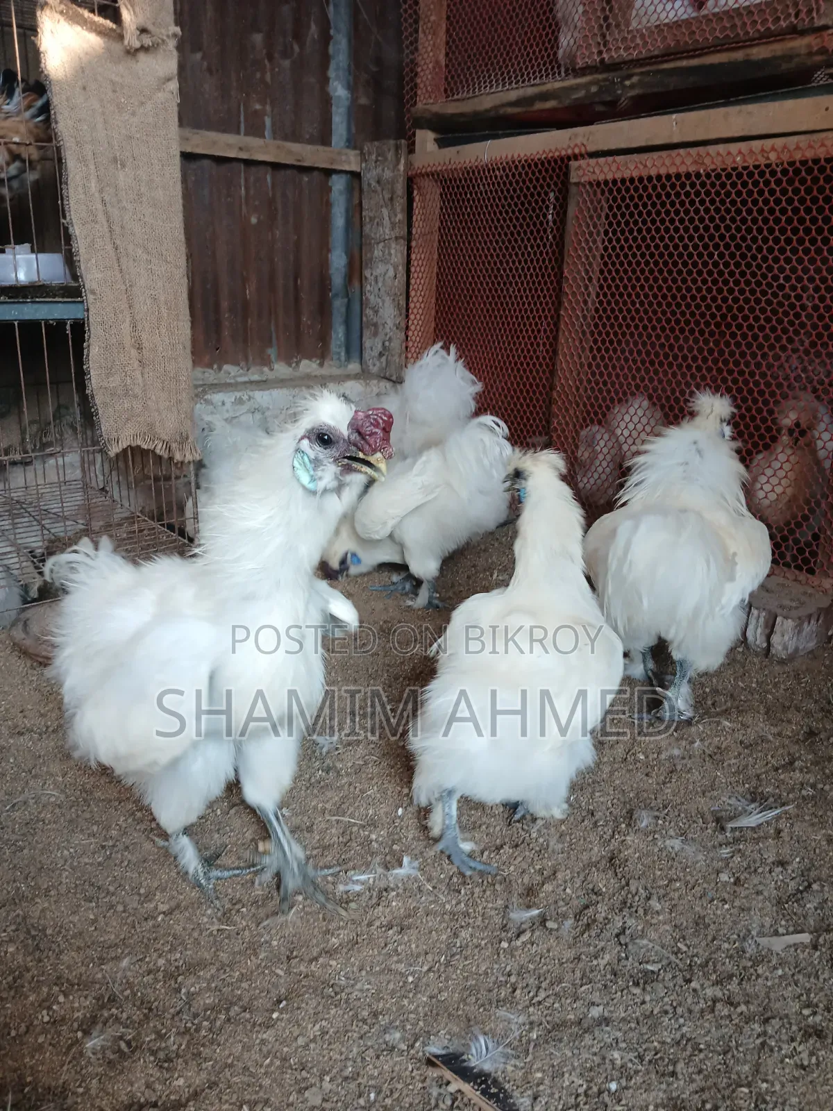 European Silky Running Pair