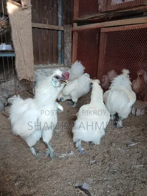 European Silky Running Pair