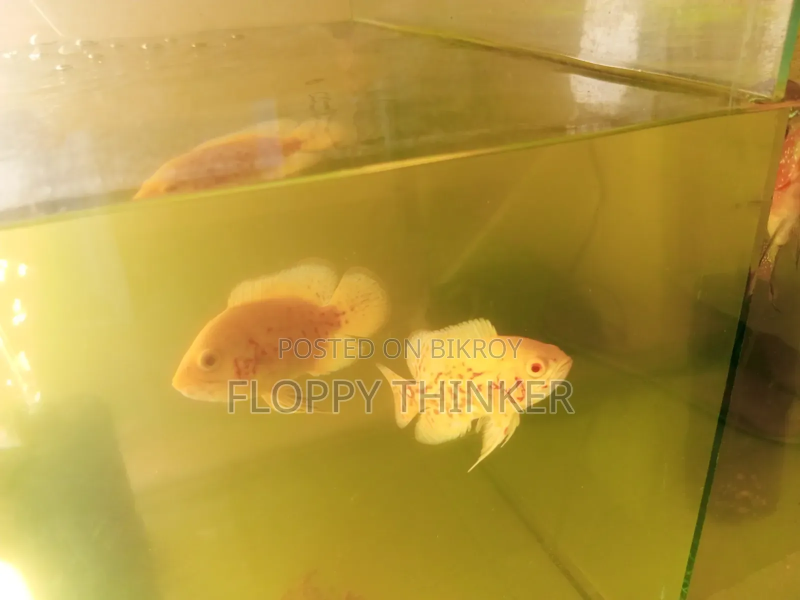 Albino Oscar