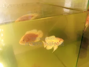 অ্যালবিনো অস্কার