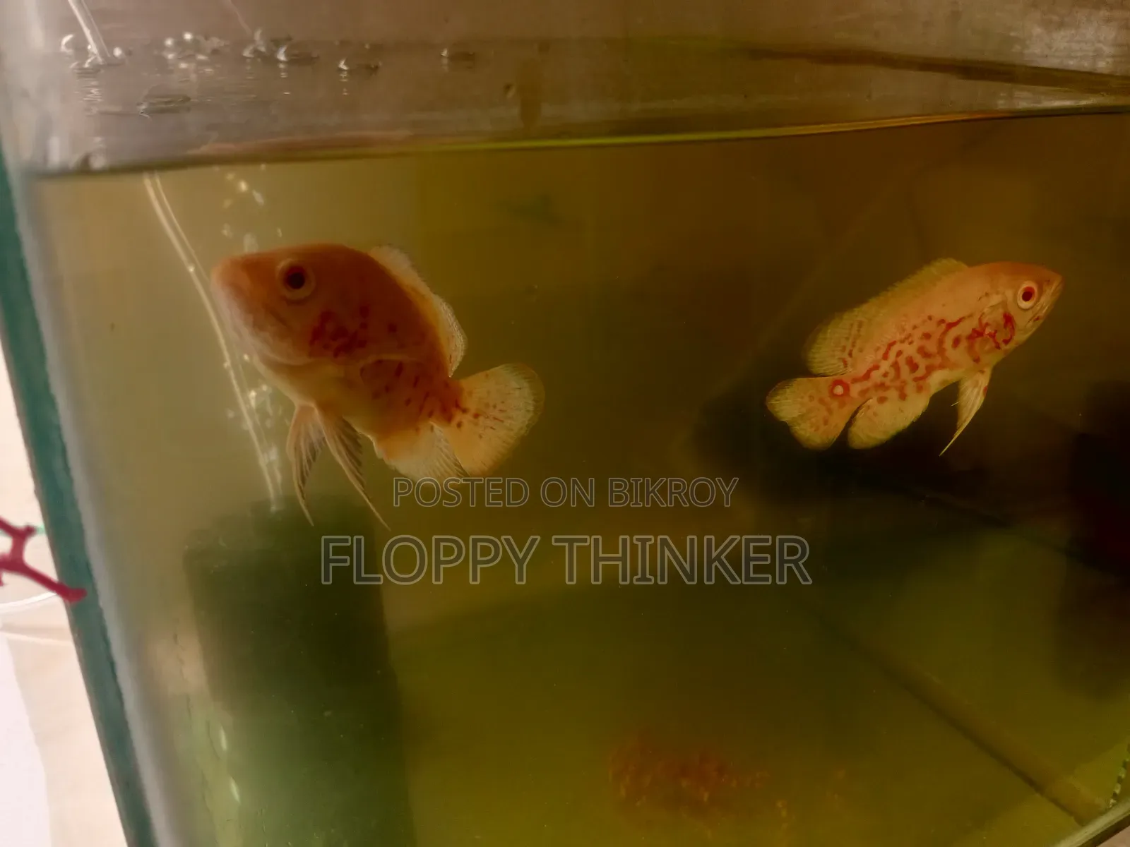 Albino Oscar