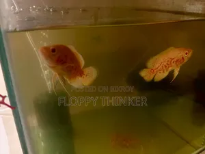 Albino Oscar