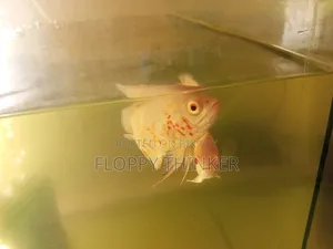 Albino Oscar