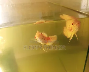 Albino Oscar