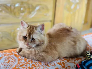 3-6 months Male Purebred Persian Cat