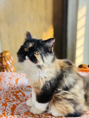 3-6 months Female Purebred Persian