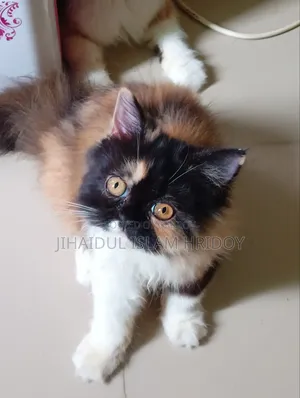 3-6 months Female Purebred Persian