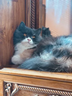 1+ year Female Purebred Persian