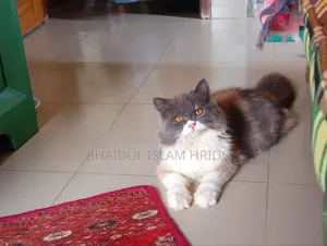 1+ year Female Purebred Persian