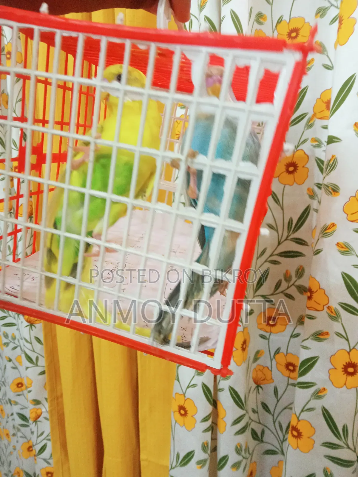 Budgerigar Parrot