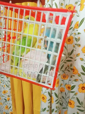 Budgerigar Parrot