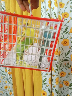 Budgerigar Parrot