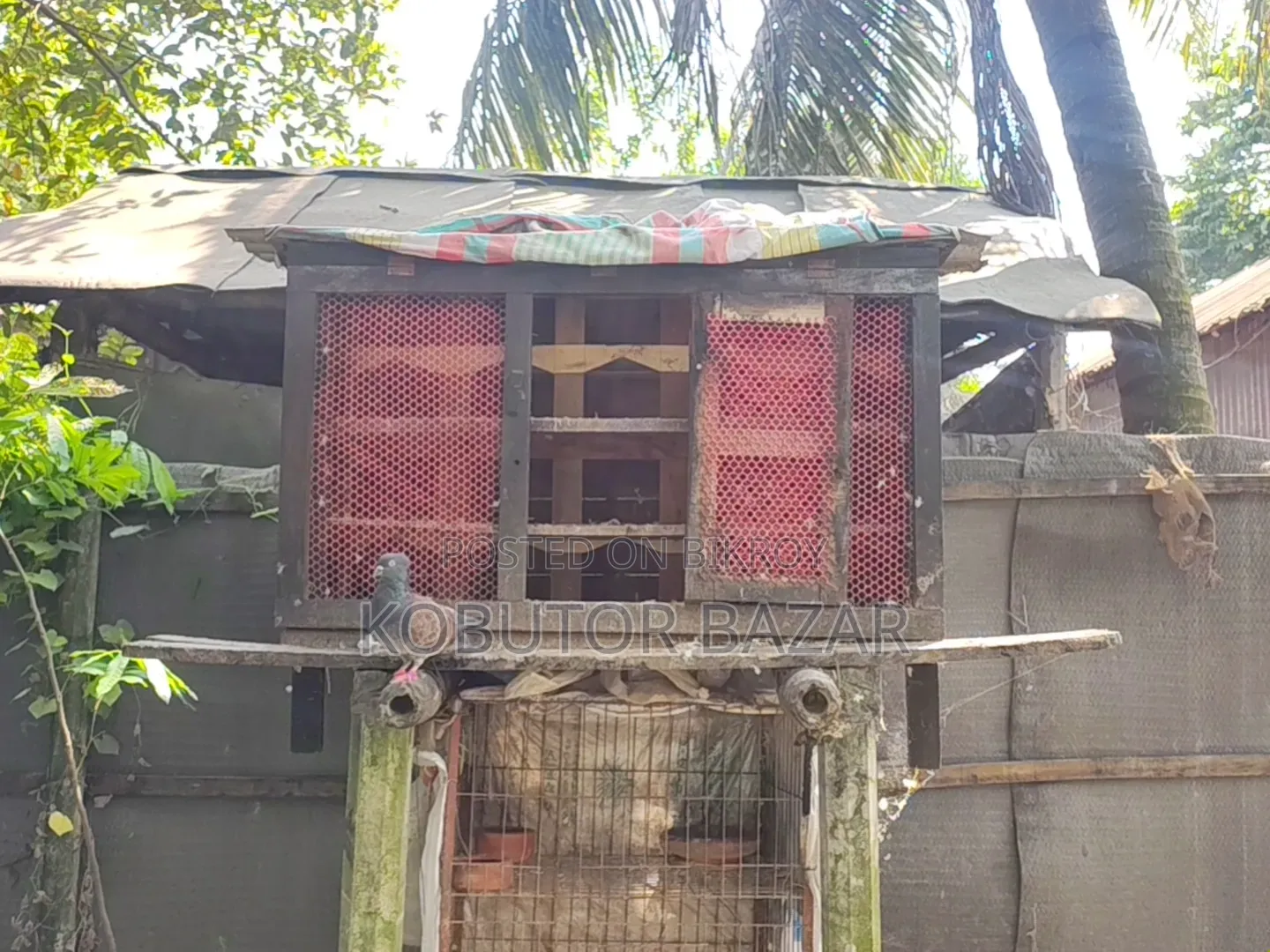 Pigeon Cage