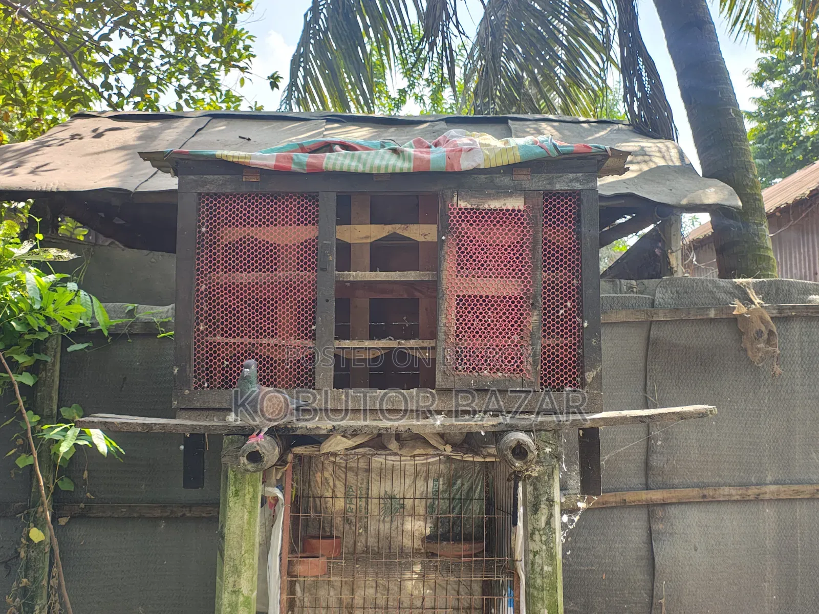 Pigeon Cage