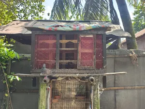 Pigeon Cage