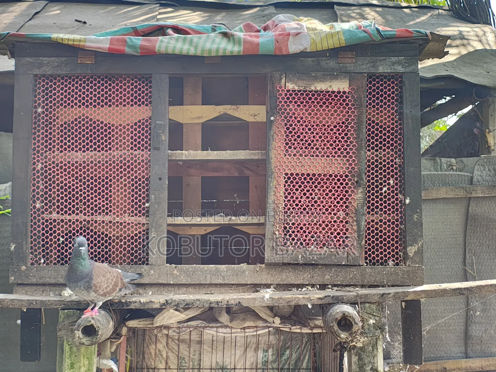 Pigeon Cage