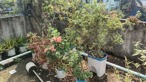 ছাদ বাগানের কিছু গাছ বিক্রি করা হবে।১০০+