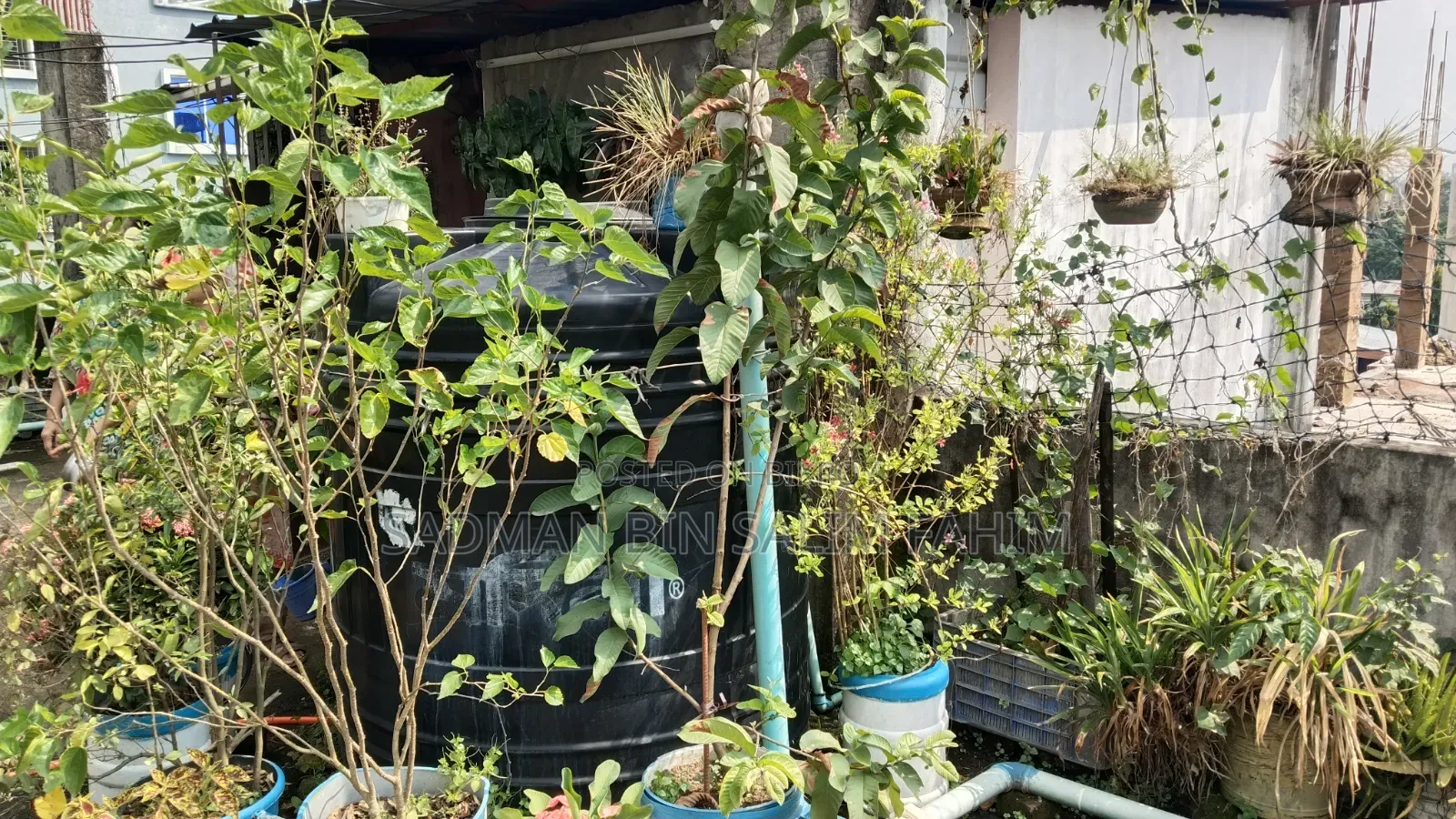 ছাদ বাগানের কিছু গাছ বিক্রি করা হবে।১০০+