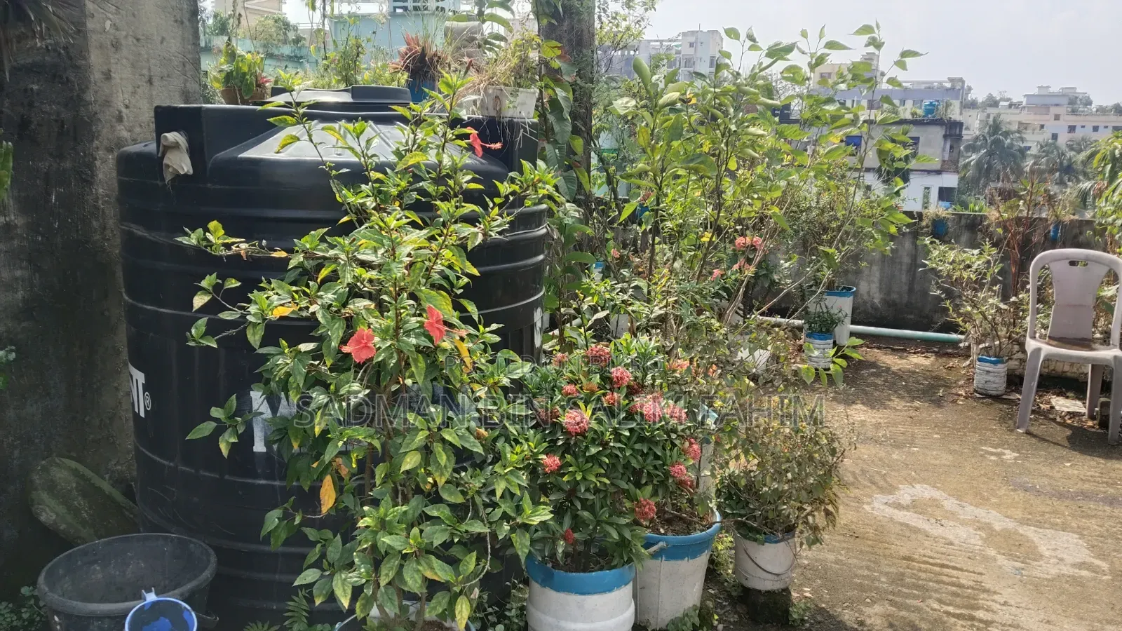 ছাদ বাগানের কিছু গাছ বিক্রি করা হবে।১০০+