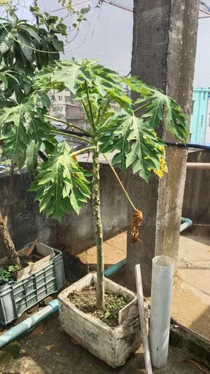 ছাদ বাগানের কিছু গাছ বিক্রি করা হবে।১০০+