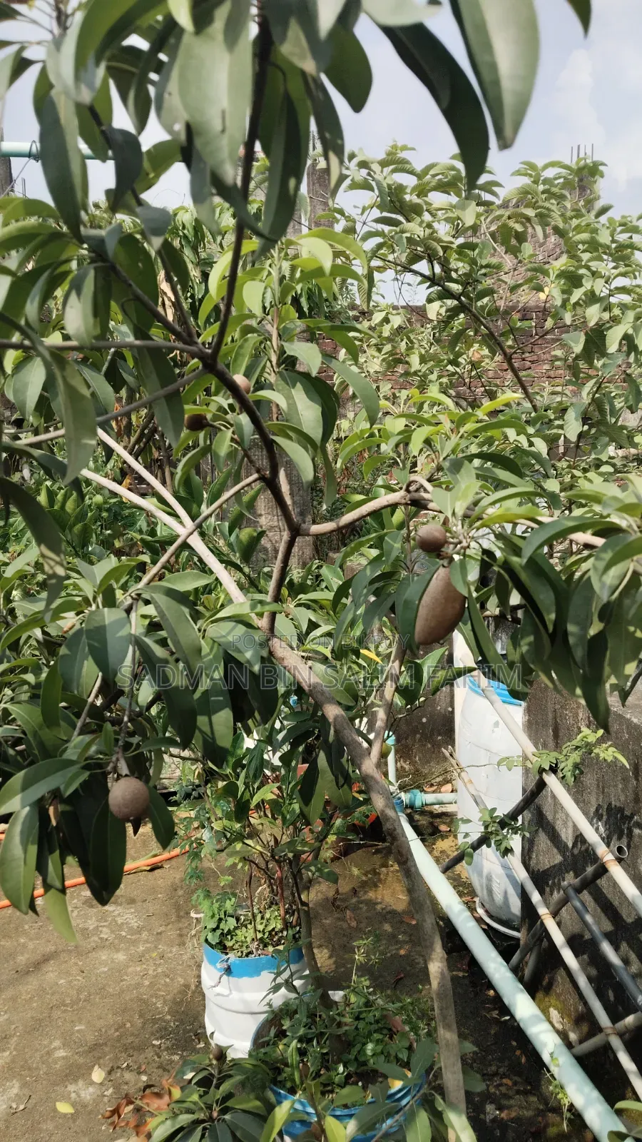 ছাদ বাগানের কিছু গাছ বিক্রি করা হবে।১০০+
