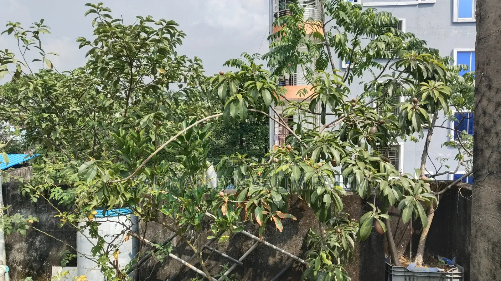 ছাদ বাগানের কিছু গাছ বিক্রি করা হবে।১০০+