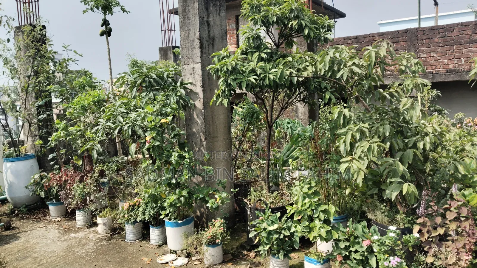 ছাদ বাগানের কিছু গাছ বিক্রি করা হবে।১০০+
