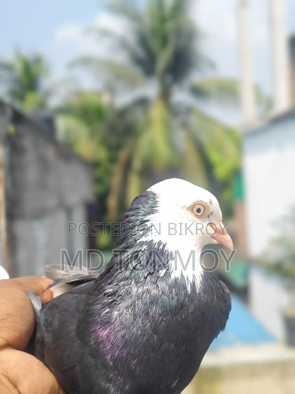 Gorra male pigeon exchange will happen. Location: Jalkuri, Narayanganj.