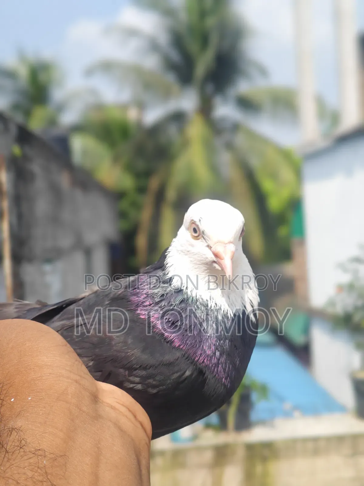 Gorra male pigeon exchange will happen. Location: Jalkuri, Narayanganj.