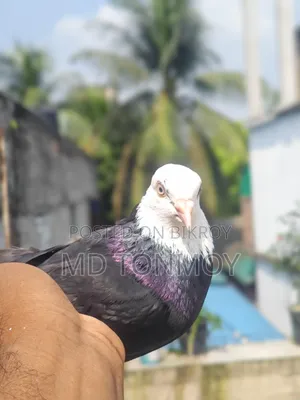Gorra male pigeon exchange will happen. Location: Jalkuri, Narayanganj.