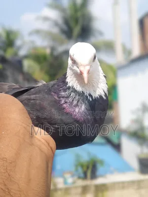 Gorra male pigeon exchange will happen. Location: Jalkuri, Narayanganj.