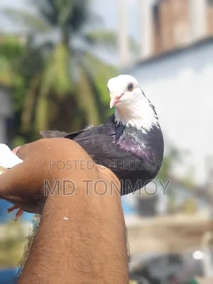 Gorra male pigeon exchange will happen. Location: Jalkuri, Narayanganj.