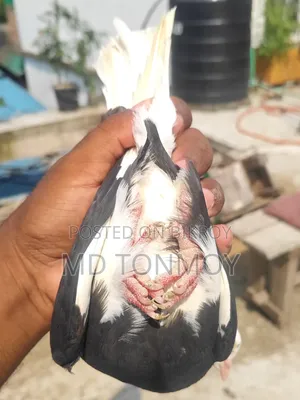 Gorra male pigeon exchange will happen. Location: Jalkuri, Narayanganj.