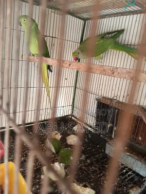Ringneck Pigeon Pair for Sale