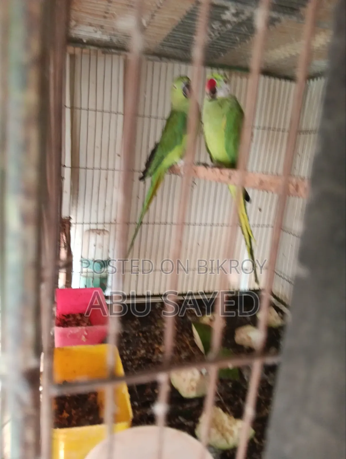 Ringneck Pigeon Pair for Sale