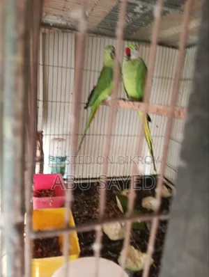 Ringneck Pigeon Pair for Sale