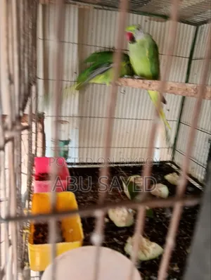 Ringneck Pigeon Pair for Sale