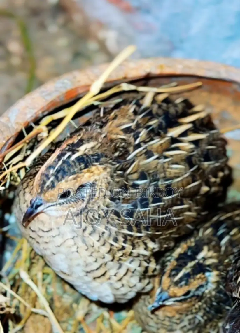 King Quail Lays Eggs and Hatches Chicks Automatically