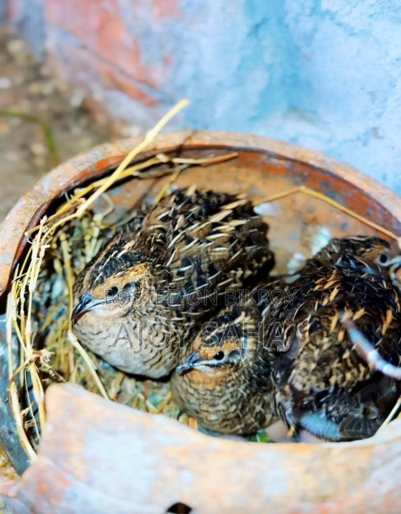 King Quail Lays Eggs and Hatches Chicks Automatically