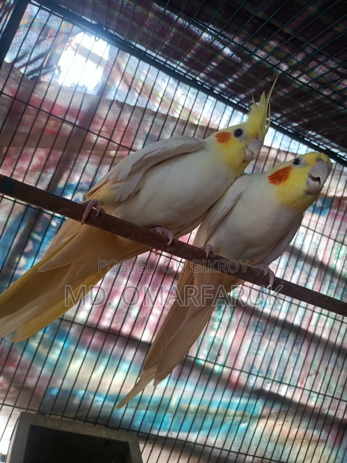 Running cockatiel birds with eggs for sale