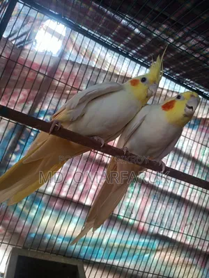 Running cockatiel birds with eggs for sale