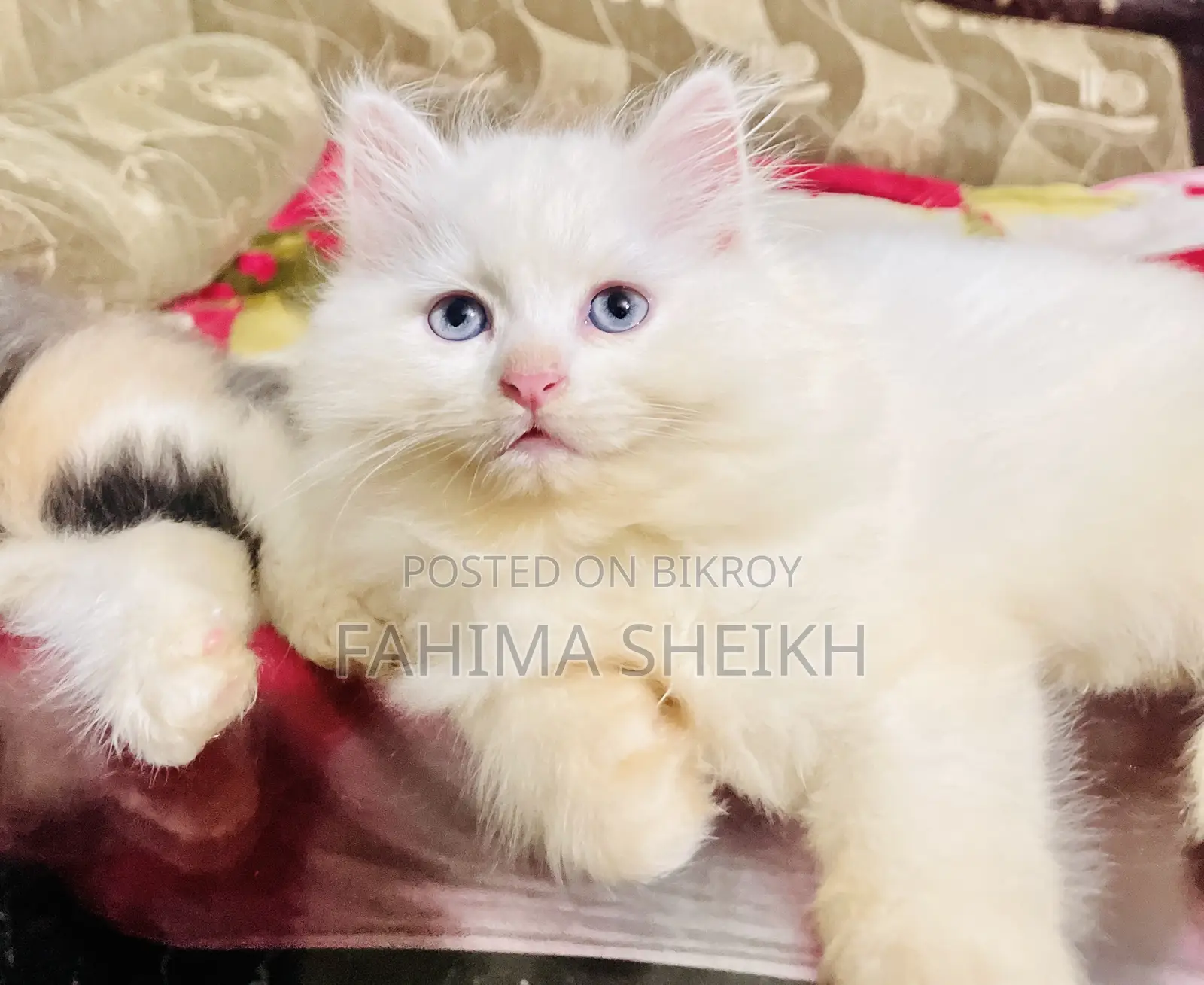 1-3 months Male Purebred Persian