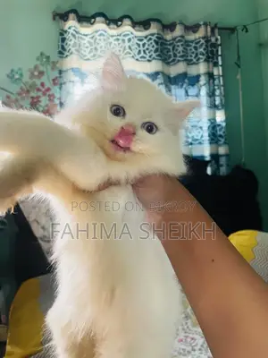 1-3 months Male Purebred Persian