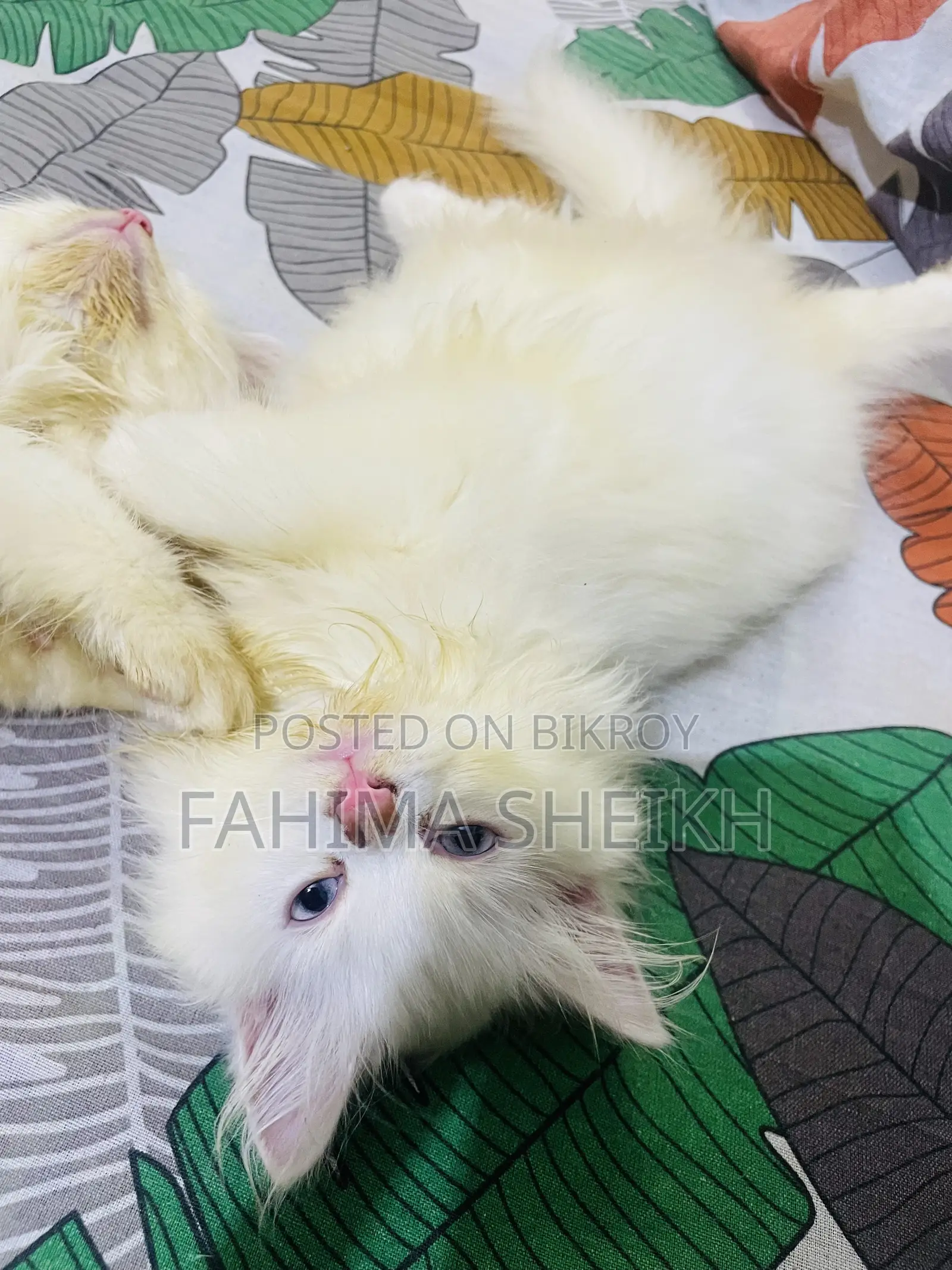 1-3 months Male Purebred Persian