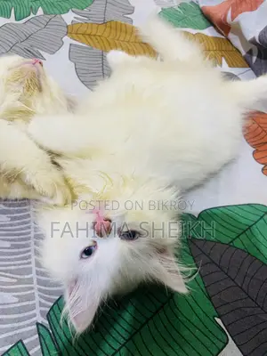 1-3 months Male Purebred Persian